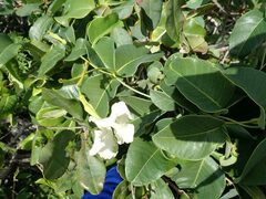 Echites umbellatus