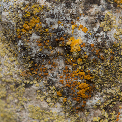 Flavoplaca citrina
