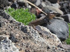 Gallotia stehlini