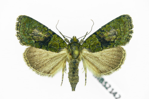 Tree-lichen Beauty