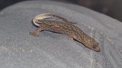 Lepidoblepharis duolepis
