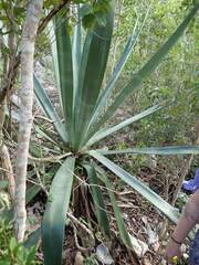 Agave sisalana