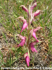 Anacamptis coriophora