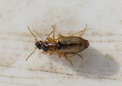 Philorhizus melanocephalus