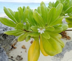 Scaevola taccada