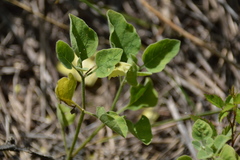 Physalis cinerascens cinerascens