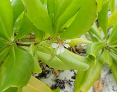 Scaevola taccada