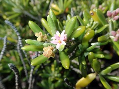 Strumpfia maritima