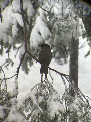 Perisoreus infaustus