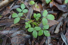 Fragaria vesca
