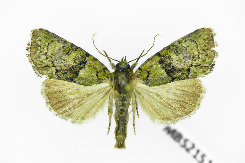 Tree-lichen Beauty