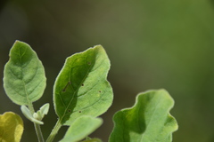 Physalis cinerascens cinerascens