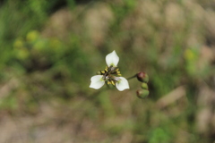 Moraea tricuspidata