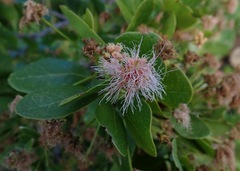 Pithecellobium keyense