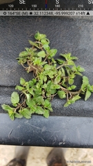 Veronica arvensis