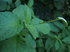 Heliotropium angiospermum