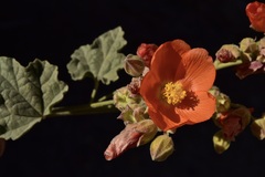 Sphaeralcea ambigua