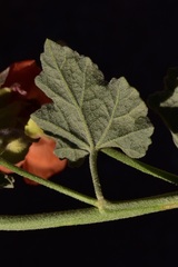 Sphaeralcea ambigua