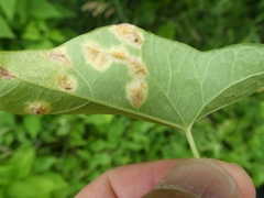 Puccinia convolvuli