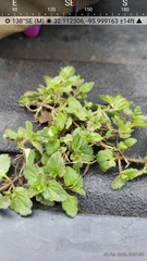 Veronica arvensis