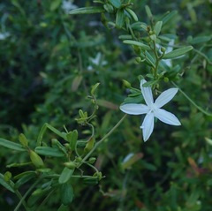 Jacquemontia havanensis