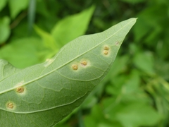Puccinia convolvuli