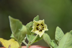 Physalis cinerascens cinerascens