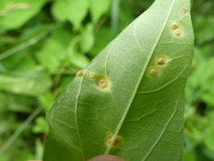 Puccinia convolvuli
