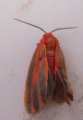 Hypoprepia miniata