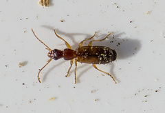 Paradromius linearis