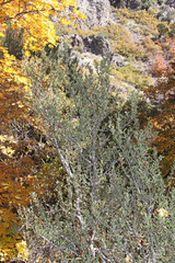 Cercocarpus ledifolius intermontanus