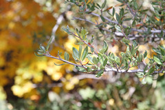 Cercocarpus ledifolius intermontanus