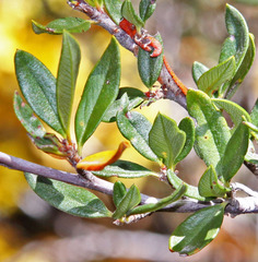 Cercocarpus ledifolius intermontanus