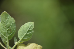 Physalis cinerascens cinerascens