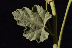 Sphaeralcea ambigua