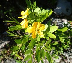 Chamaecrista lineata