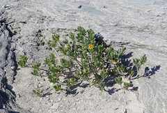 Borrichia arborescens