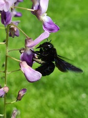Xylocopa