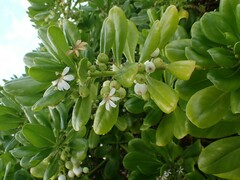 Scaevola taccada