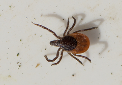 Ixodes ricinus