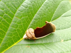 Gonodonta