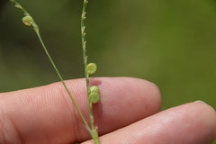 Paspalum floridanum