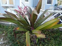 Crinum × amabile