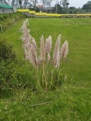 Cortaderia nitida