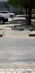 Columba livia domestica