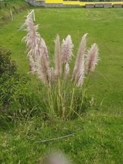 Cortaderia nitida