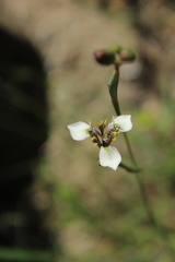 Moraea tricuspidata