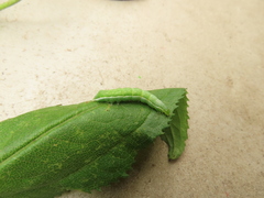 Ctenoplusia oxygramma