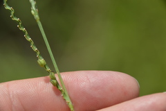 Paspalum floridanum