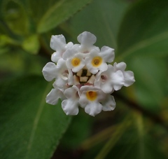 Lantana involucrata